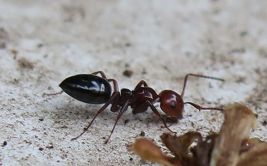 formica dalla testa rossa:  Camponotus lateralis
